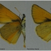 thym sylvestris male2 volg